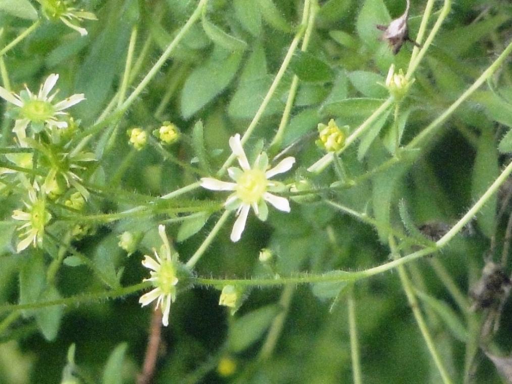 Saxifraga presolanensis / Sassifraga della Presolana